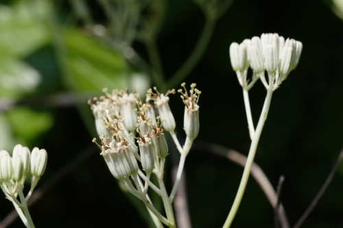 Arnoglossum ovatum #4